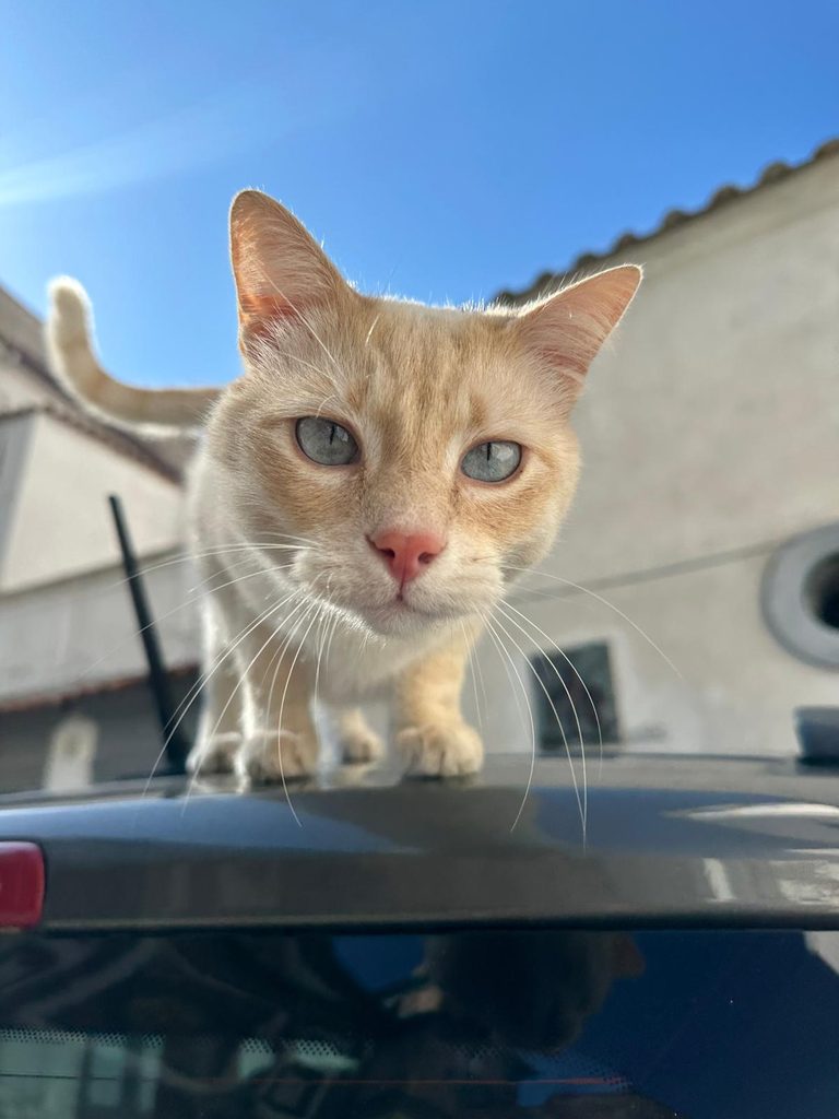 A cream tabby cat looking into the camera