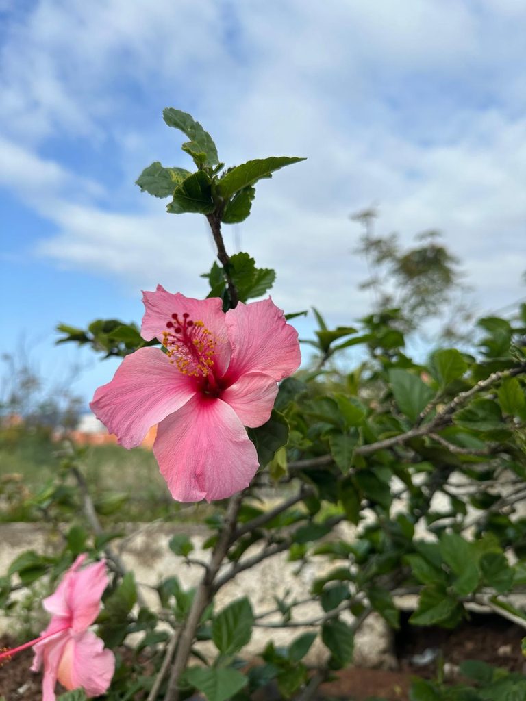 A magenta hibiscus in bloom